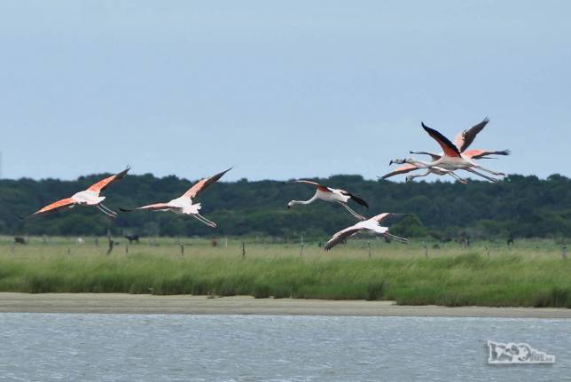 Flamingos alçam voo no Parque Nacional da Lagoa do Peixe, no sul do Rio Grande do Sul, entre a Lagoa dos Patos e o Oceano Atlântico